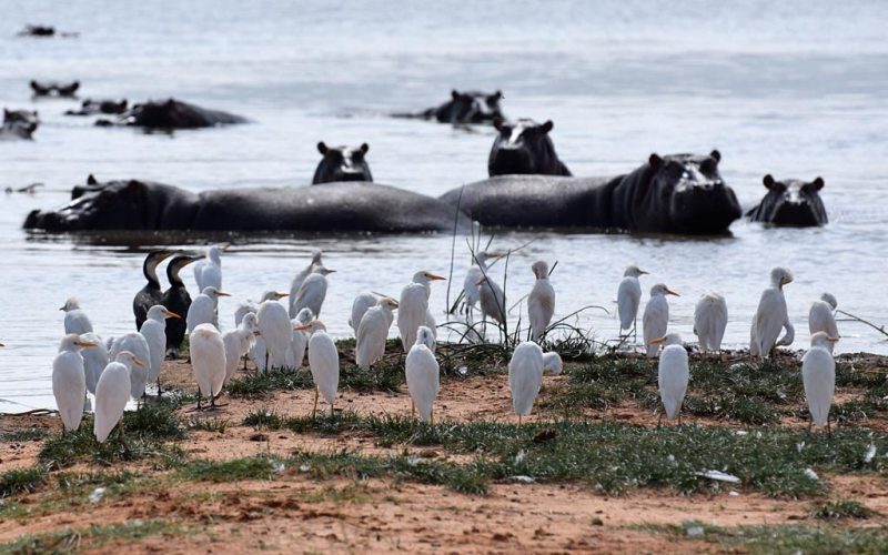 safari tours at Lake Naivasha