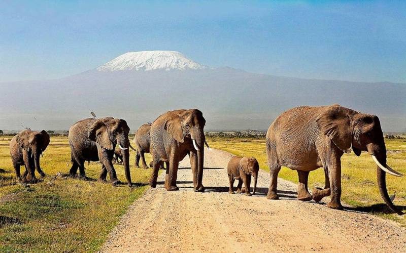 Safari tours at Amboseli