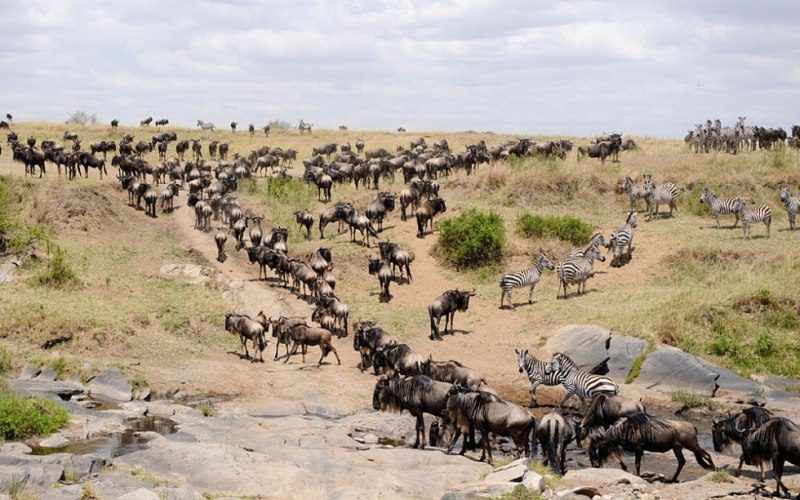 Safari tours at Maasai Mara Reserve