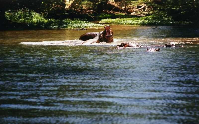 Safari tours at Emirates Tsavo-West-Mzima-Springs-Kenya