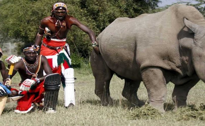 safari tours at Ol pejeta