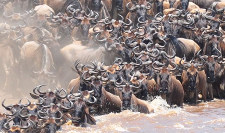 Masai Mara Tour